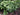 Polygonatum odoratum 'Variegatum'