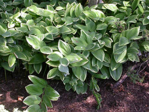Polygonatum odoratum 'Variegatum', variegated Solomon's seal, cream-edged arching foliage.