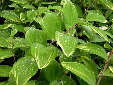 Polygonatum odoratum 'Variegatum'