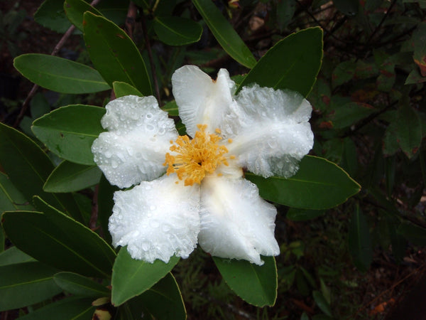 Polyspora axillaris
