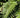 Polystichum polyblepharum
