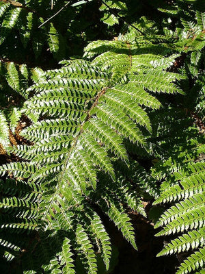 Polystichum polyblepharum, Japanese tassel fern, glossy dark green shuttlecock clump.