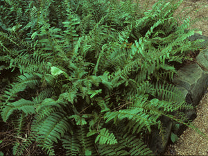 Polystichum acrostichoides, Christmas fern, leathery evergreen fronds in a fountaining clump.
