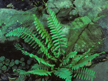 Polystichum acrostichoides