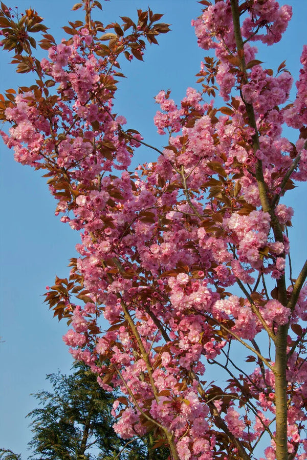 Prunus japonica