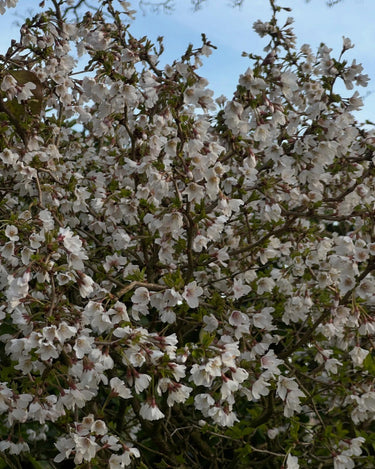 Prunus incisa 'Kojo no mai'
