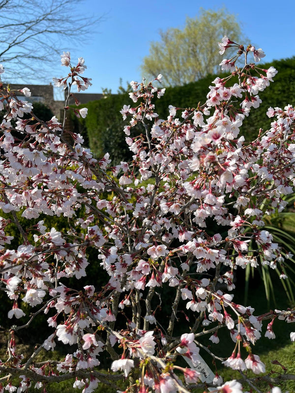 Prunus incisa 'Kojo no mai'