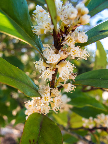 Prunus caroliniana