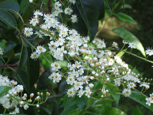 Prunus lusitanica