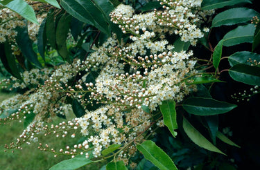 Prunus lusitanica