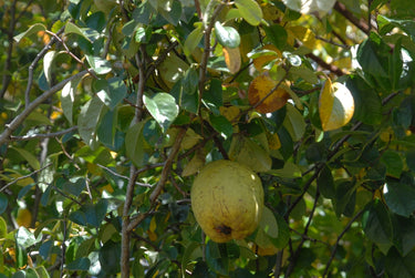 Pseudocydonia sinensis