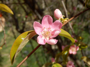 Pseudocydonia sinensis, Chinese quince, soft pink spring flowers.