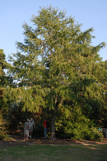 Pseudolarix kaempferi (amabilis)