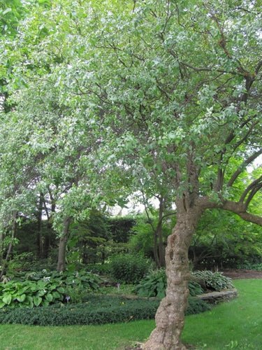 Ptelea trifoliata