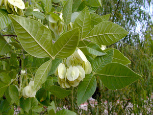 Ptelea trifoliata, hop tree, papery wafer-like winged seeds.