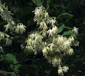 Pterostyrax corymbosus