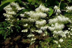 Pterostyrax hispidus