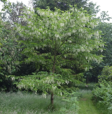 Pterostyrax hispidus