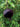 Punica granatum ‘Eight Ball’