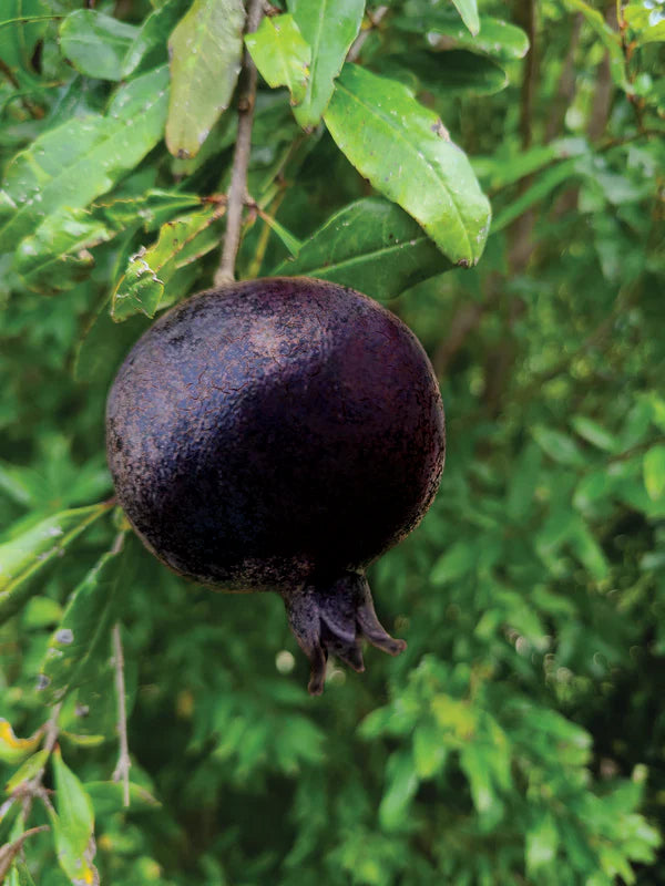 Punica granatum ‘Eight Ball’