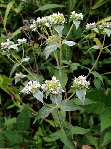 Pycnanthemum muticum