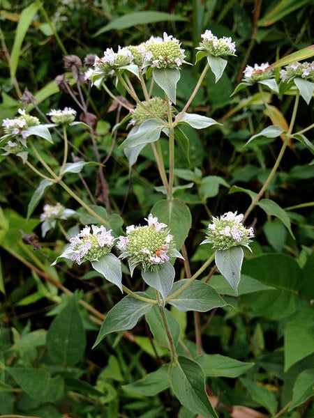 Pycnanthemum muticum