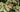 Pycantheum muticum