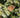 Pycnanthemum muticum