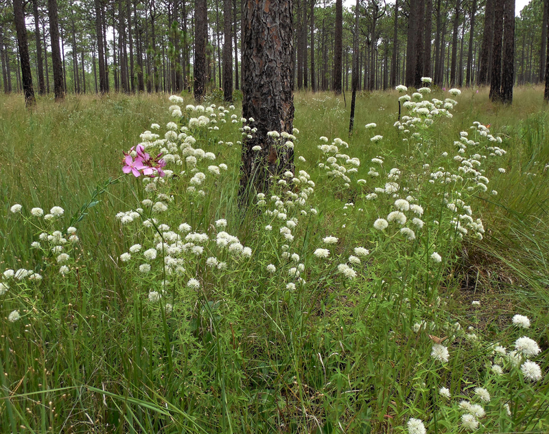 Pycnanthemum flexuosum