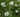 Pycnanthemum flexuosum