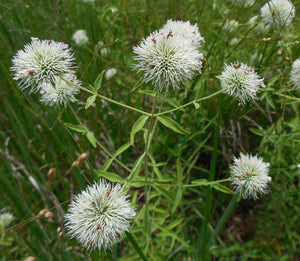 Pycnanthemum flexuosum