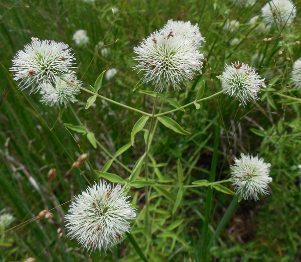 Pycnanthemum flexuosum