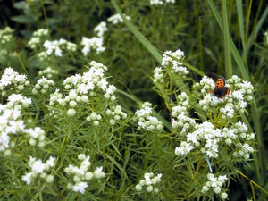 Pycnanthemum tenuifolium narrowleaf mountain mint with fine needle-like foliage and white summer flower clusters