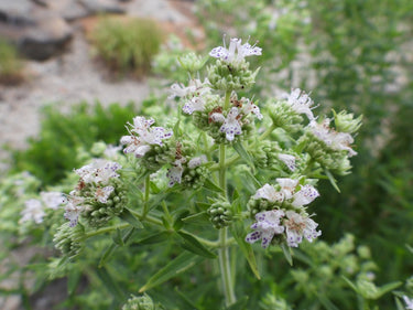 Pycnanthemum tenuifolium