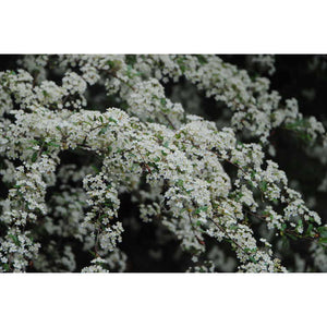 Pyracomeles vilmorinii