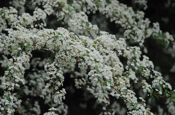 Pyracomeles vilmorinii