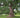 Quercus alba White Oak tree with broad native canopy