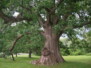 Quercus alba white oak, a broad-canopied native shade tree with lobed blue-green leaves