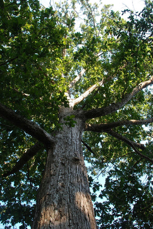 Quercus michauxii swamp chestnut oak with large chestnut-like leaves and pale white-oak bark