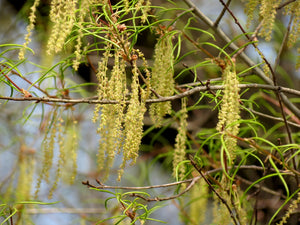 Quercus phellos willow oak with fine, narrow, willow-like leaves and an airy rounded crown