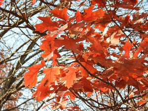 Quercus acerifolia maple-leaf oak with glossy maple-shaped leaves turning red in fall