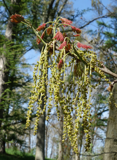 Quercus acerifolia