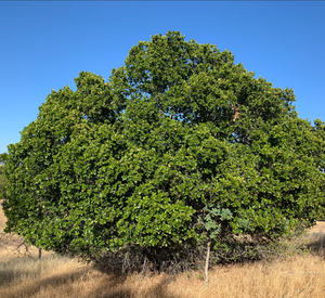 Quercus agrifolia coast live oak with a broad evergreen canopy of holly-like leaves