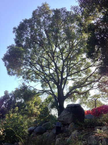 Quercus agrifolia