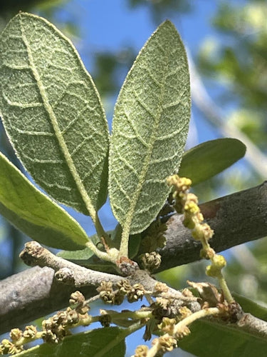Quercus arizonica