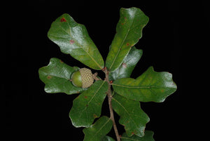 Quercus chapmanii Chapman oak with glossy rounded near-evergreen leaves on a sandy scrub site