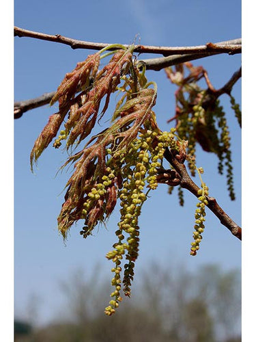 Quercus coccinea