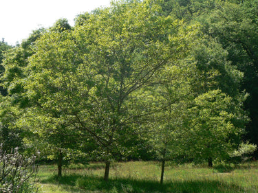 Quercus georgiana