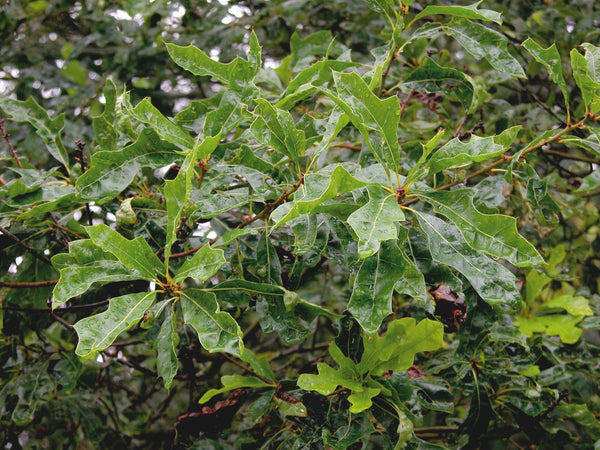 Quercus georgiana