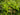 Quercus imbricaria